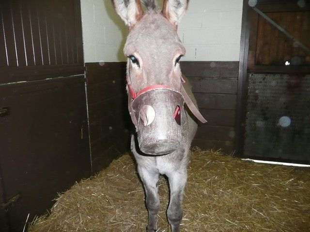 Balthazar et leonard Arrivee (10).jpg